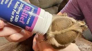 Обзор: бальзам Honest Paws CBD Relief для собак
