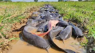 This Monster Catfish Was Hiding in Shallow Water 😱