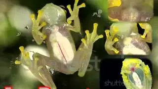 Mundo animal (Centrolenidae)