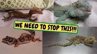 VERY IMPORTANT Reptile Care For Beginners, MBD Prevention, Lights, Heating (Snake Island Exotics)