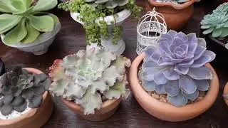 MEUS cuidados Com minhas Echeverias!!/ Dicas  /Coleção!