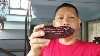 Hybrid Purple Corn...Tasty...Crunchy...Yummy...
