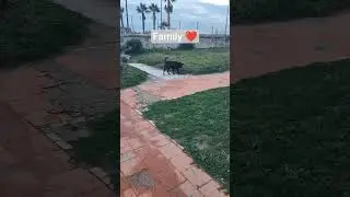 Family ❤️ #shorts #dogs #family #subscribe