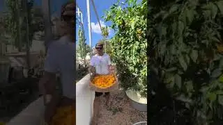 Hot Habanero Harvest #habanero #chili #verticalfarming #towergarden #aeroponics #peppers