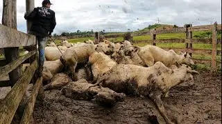 A VACADA QUASE M4RREU SUFOCADA NA LAMA😱