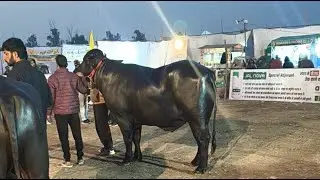 2 दांत कपड़े  की लाइव Haryana murrah farm is live!