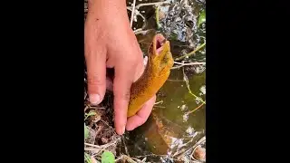 Fishing eels outdoors. The brick back seam is a good place to hide large goods. Real outdoors. The