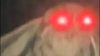 Moth And Lamp Meme