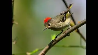 Gracie&rsquo;s Wisconsin Bird Sounds: Ruby-crowned Kinglet