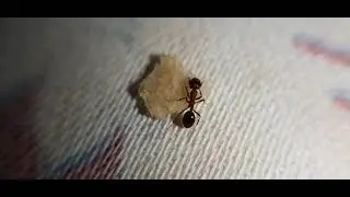 Ant close up video