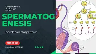 #Spermatogenesis#Developmental patterns #Formation of spermatid #Developmental biology lec.4 #2025