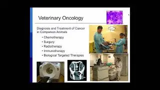Veterinary Radiotherapy