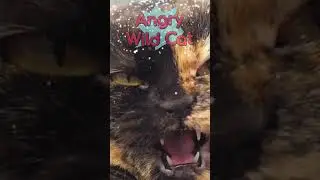 Wild Cat moaning #wildlife #shorts