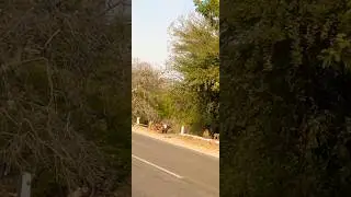 पुष्कर घाटी के लाल मुँह वाले बंदर | Rare Monkey in Pushkar Valley