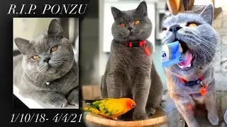 Ponzu Cat moments with other pets before he was killed | Ponzu Cat Video