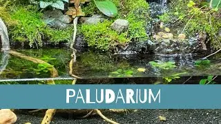 100 gallon Paludarium w/Waterfall