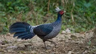 Birding North India 6/6 Lower Himalayan Range: Pangot & Sattal