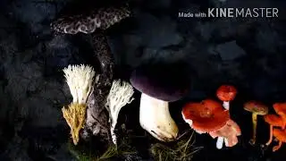 Mushroom hunting, hongos del bosque, setas de colores.