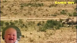 Leopard Hunting Baby Warthog | Animal Attack Video | 