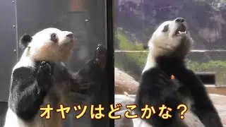 1/10シャオシャオレイレイおやつを探せ！ガラス？木の上？giantpanda @tokyo 上野動物園
