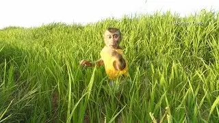 Baby Dodo Standing Looking For Mom When Lost Mom