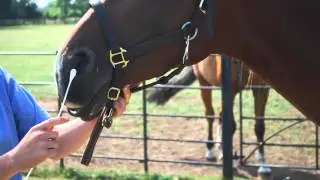 Equine Flu &ndash; How do we diagnose Equine Influenza at the Animal Health Trust AHT