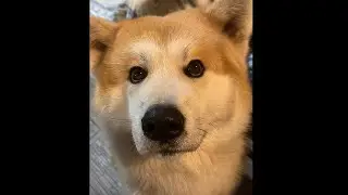 God Made A dog