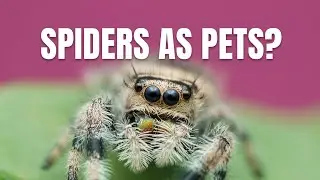 You Can Keep a Pet Spider? Watch This Tiny Jumping Spider 🥺