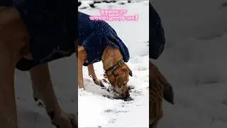 Fact 002: কুকুরদের এত অসাধারণ ঘ্রাণশক্তি কেন? #dog #doglover #bangla #bengali #shorts #education