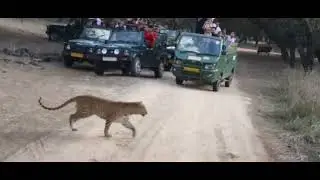 #jhalanaleopardreserve,capital of leopard... watch video and subscribe chanel 🦜🦜