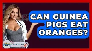 Can Guinea Pigs Eat Oranges? - Ask A Pet Vet