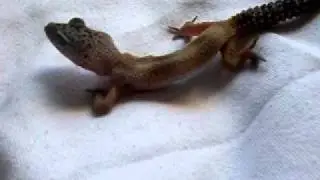 MBD Leopard Gecko