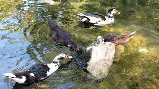 Young wild Muscovy Duck family foraging