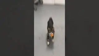 Playful Goose