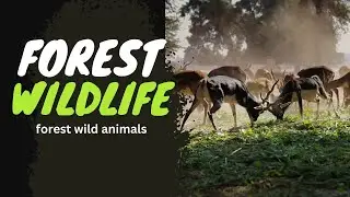 forest wildlife & Animals @Movella #animal