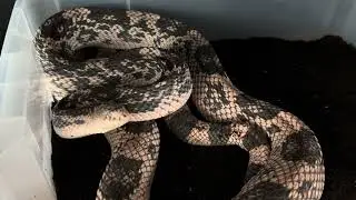 Pine Snake and ASFs 