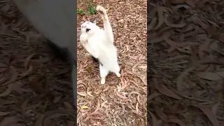 Cat playing 😆😂 ! Cat meowing to attract cat ! Cat videos ! Cat sound ! Cat voice ! Persian cat