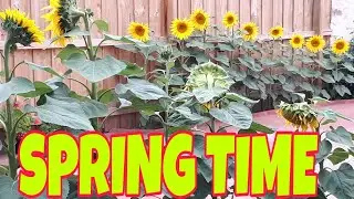 Spring Season in Melbourne