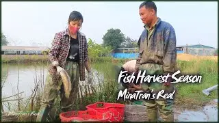 #4 Fish Harvest Season, Making Grilled Fish with Straw, MinaTran's Real Life
