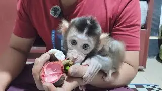 The baby monkey Boni's appetite for eating is indeed extraordinary😋😋😋