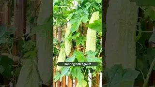 How to Grow Bitter Gourd from Seeds in Containers | Easy Gardening Tips!