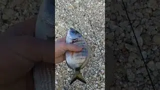 Sarago maggiore - White seabream #fishing #thisisfishing #catchandrelease #blackminnow #shorts