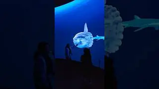 Frost Museum Ocean Virtual Display #love #piano #music #familymemories #shorts #shortsfeed