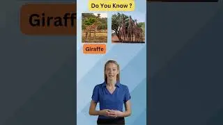 Did you know? A group of GIRAFFE is called a TOWER #shorts