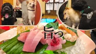 【イヌＯＫ居酒屋】柴犬、お魚自慢の居酒屋を訪れて看板犬と険悪な雰囲気になる？