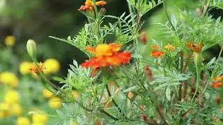 Marigold flower Uses