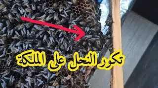 تكور النحل على الملكة
