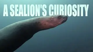 A Sea Lions Curiosity