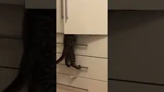 #catsoftiktok #fyp #virale #kittens #foruyou #mazlicci # # #simba #simba #коти #cats #ytcat #cutecat