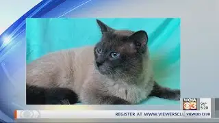 Cat Custody